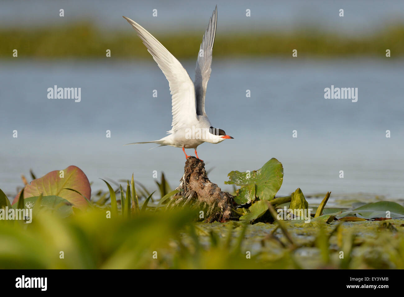 Tern comune (Sterna hirundo) adulto in piedi sul moncone, stretching ali, il delta del Danubio, Romania, può Foto Stock