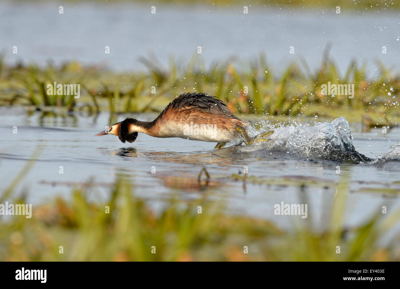Svasso maggiore (Podiceps cristatus) adulto in tutta la superficie dell'acqua, nella postura aggressiva, il delta del Danubio, Romania, può Foto Stock
