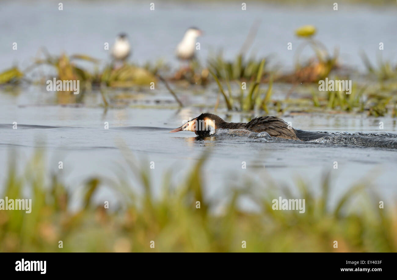 Svasso maggiore (Podiceps cristatus) adulto su acqua in minaccia aggressiva display, il delta del Danubio, Romania, può Foto Stock