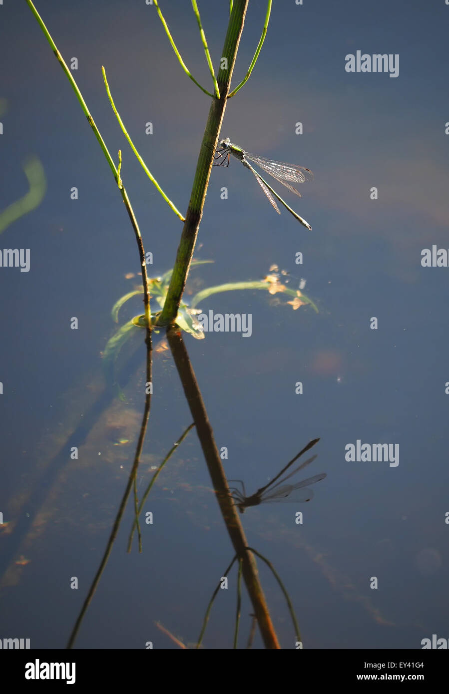 Libellula su piante acquatiche Foto Stock
