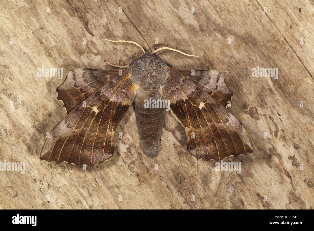 Il PIOPPO hawk moth Laothoe populi Foto Stock