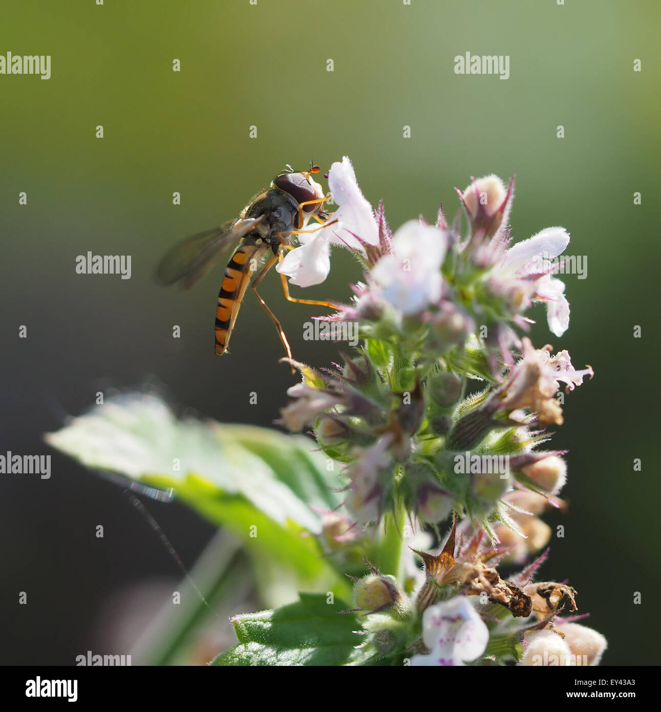 Hoverfly in foresta Foto Stock