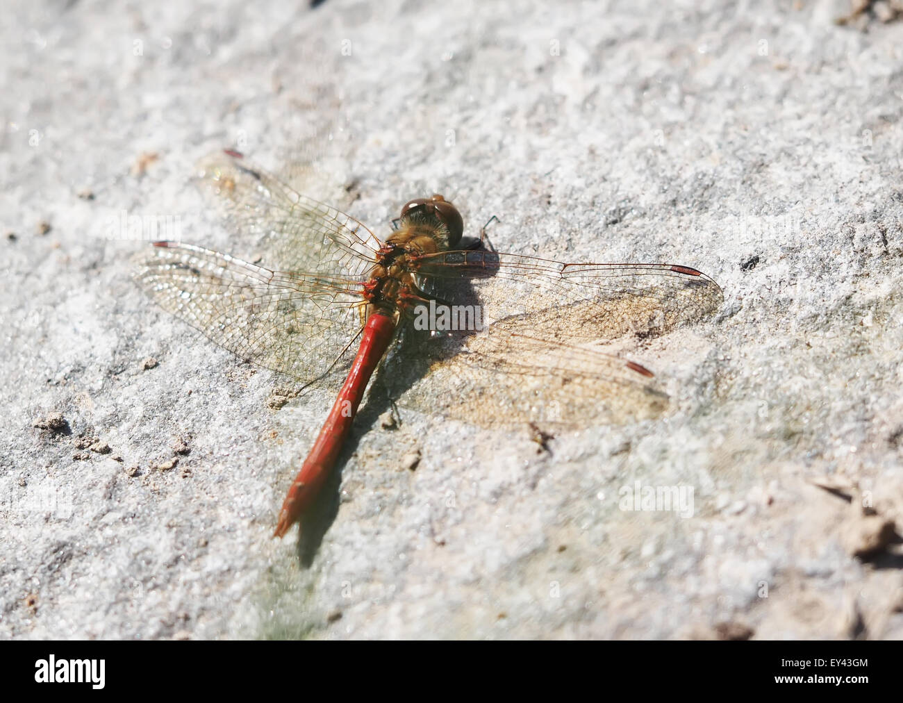 Libellula su pietra Foto Stock