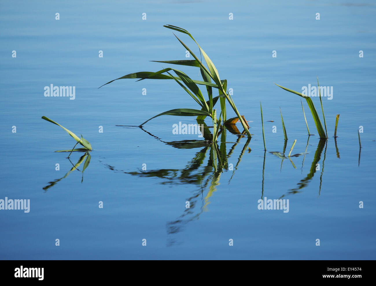 Piante sul lago Foto Stock