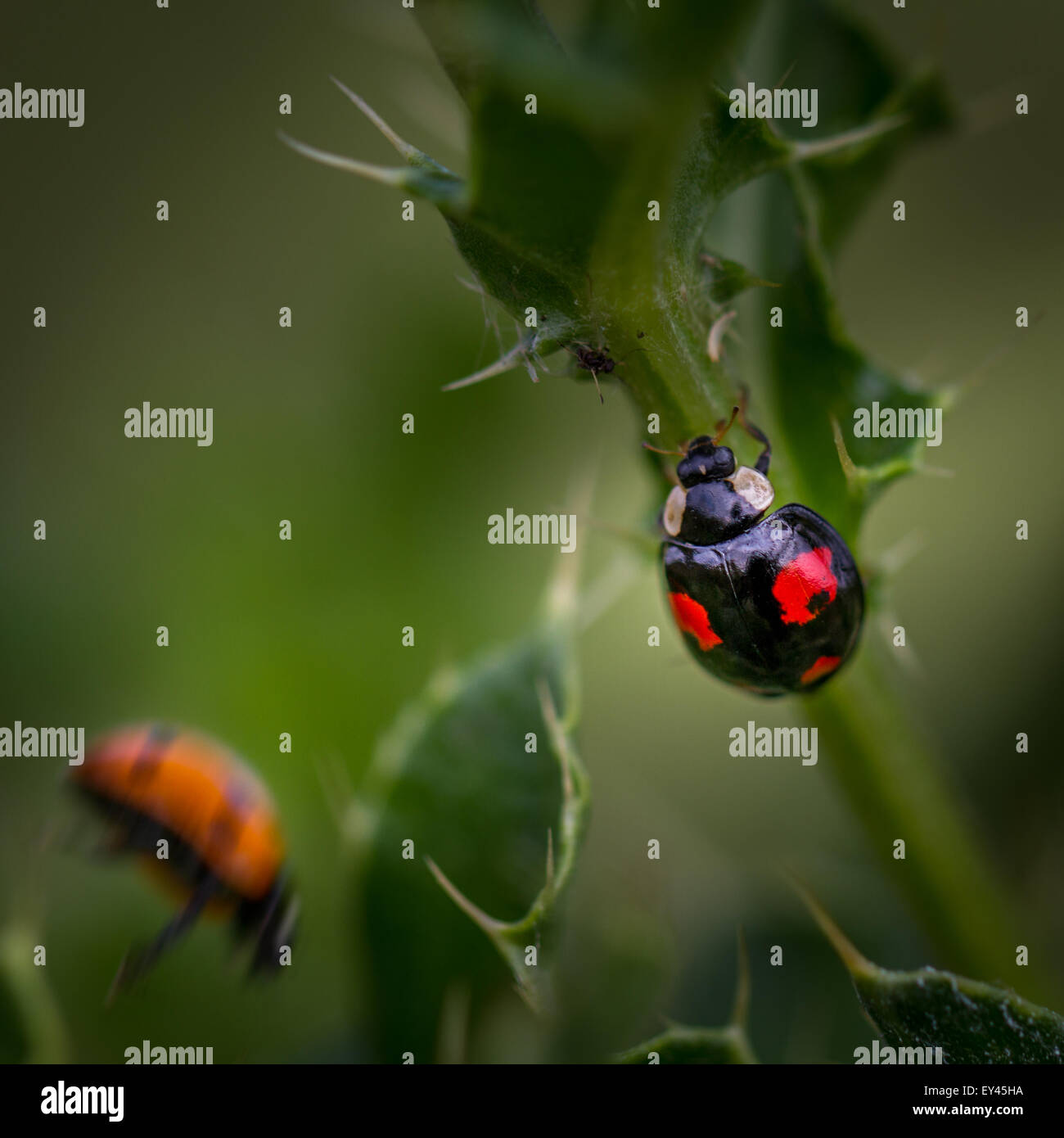 Harlequin ladybird traumatises native British sette spot in salto per la sua vita Foto Stock