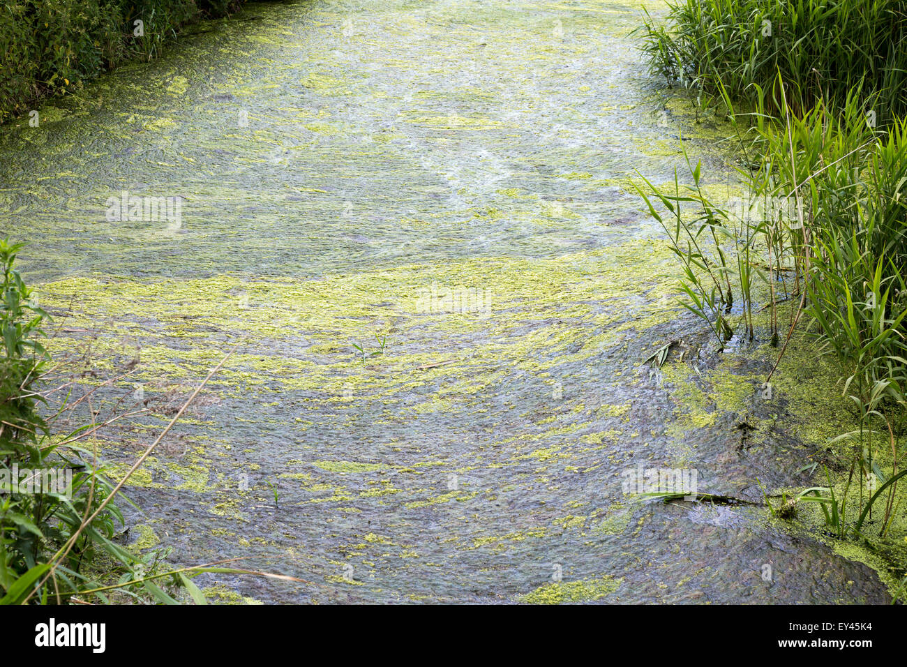 Eutrofizzazione nel fosso di drenaggio su Oxley paludi, Hollesley, Suffolk, Inghilterra, Regno Unito Foto Stock
