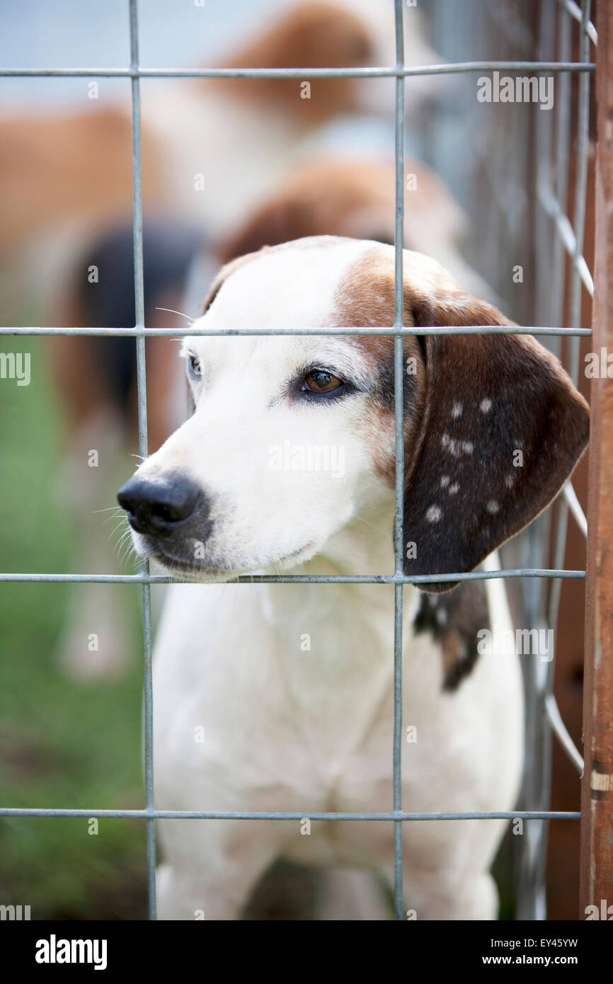 Fox hounds in una gabbia Foto Stock