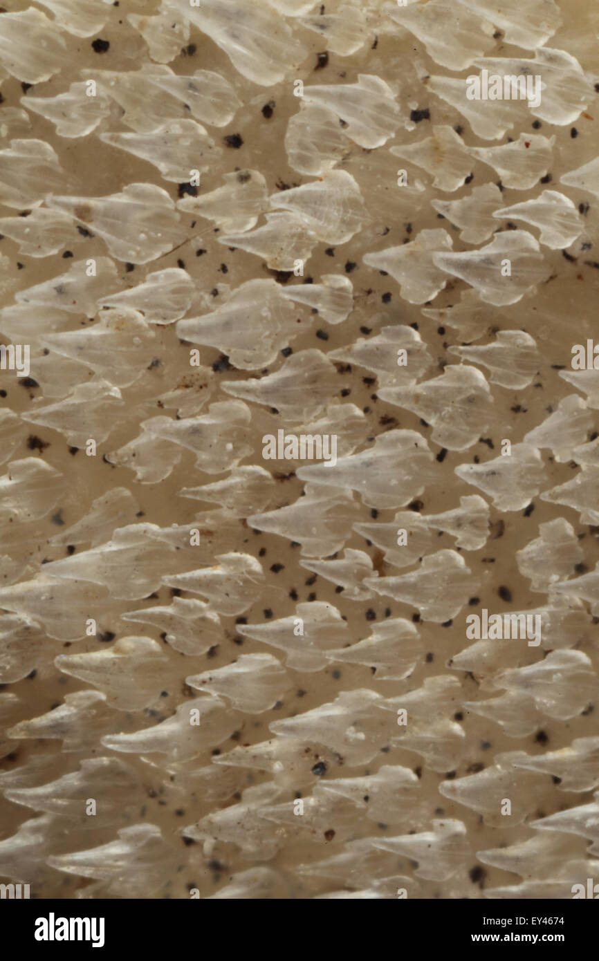 Close up della pelle di squalo, piccole spotted Gattucci Scyiorhinus canicula Foto Stock