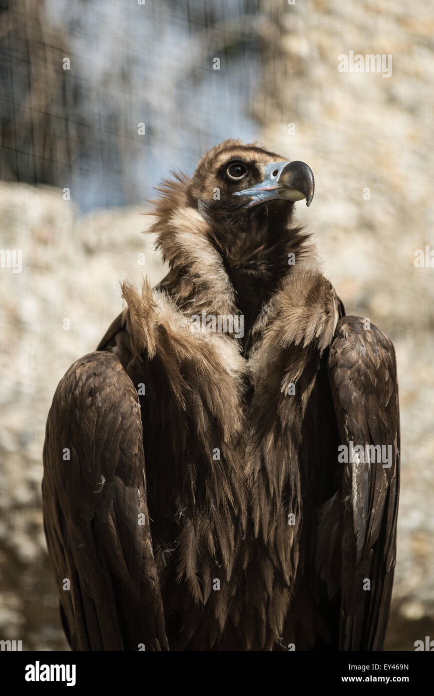 Vulture,morte,,, uccello becco, preda, natura, scavenger, animale, raptor, ali, la fauna selvatica, predator, grande, africana, ritratto, creatura Foto Stock