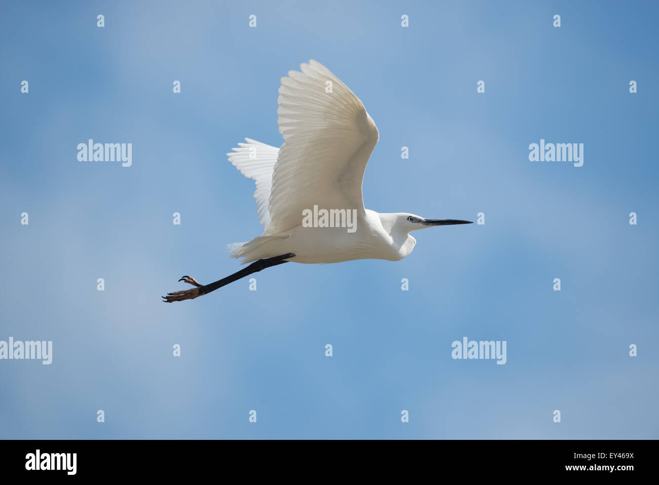 Garzetta,acqua, bird, la natura, la garzetta, la fauna selvatica, garzetta, egretta, selvagge, birdwatching, ornitologia, waterbird, poco, plumag Foto Stock