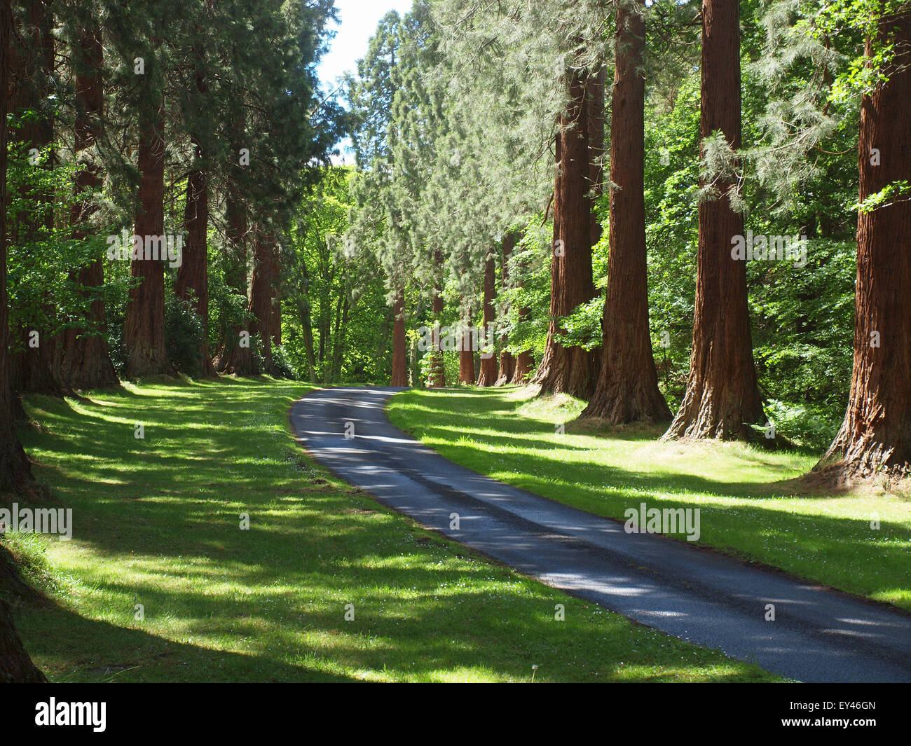 Sequoia gigante di alberi che fiancheggiano su entrambi i lati di una stretta viuzza rende per una spettacolare drive in una chiesa parrocchiale di Northumberlan Foto Stock