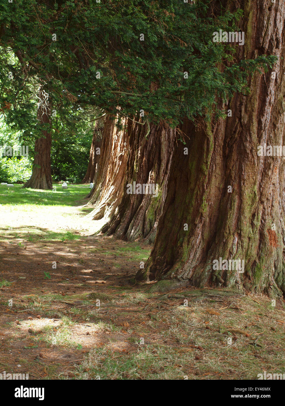 Sequoia gigante di tronchi di alberi nei motivi del ritiro Minsteracres e chiesa parrocchiale che si trova in Northumberland. Foto Stock