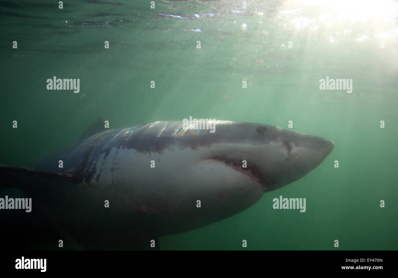 Il grande squalo bianco (Carcharodon carcharias) vista subacquea Foto Stock