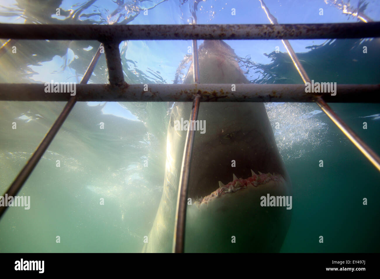 Vista subacquea del grande squalo bianco passando gabbia durante il viaggio sub. Foto Stock