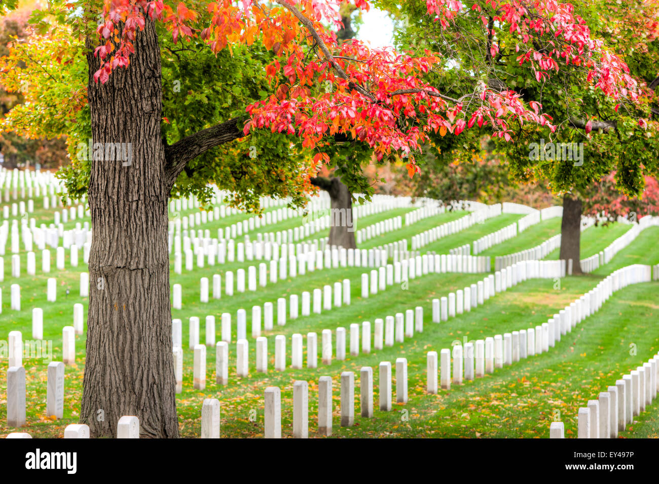 Le foglie degli alberi di rotazione aggiungere picchi di caduta di colore per motivi di Arlington il Cimitero Nazionale di Arlington, Virginia. Foto Stock