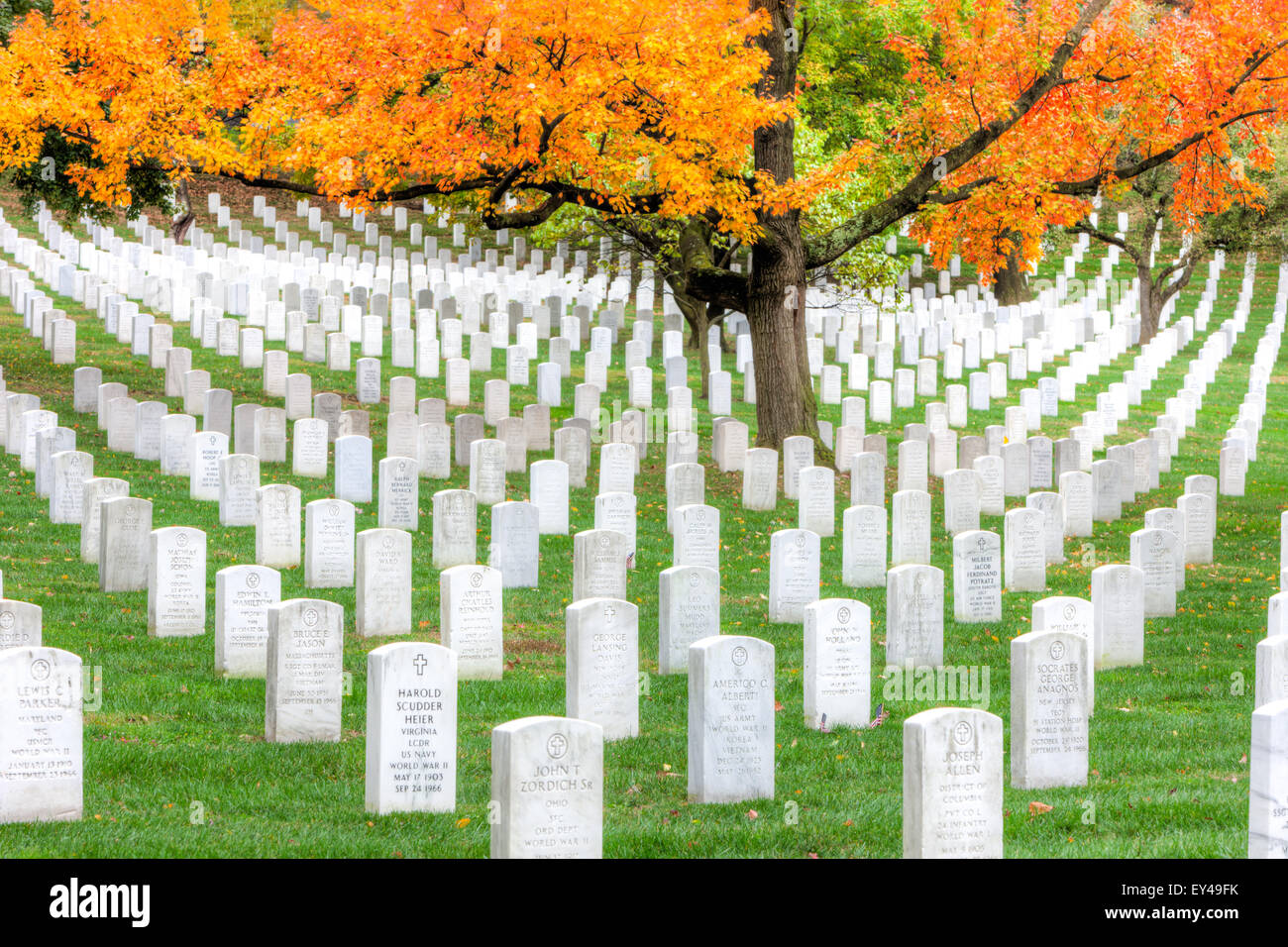 Alberi di acero aggiungere picchi di caduta di colore per motivi di Arlington il Cimitero Nazionale di Arlington, Virginia. Foto Stock