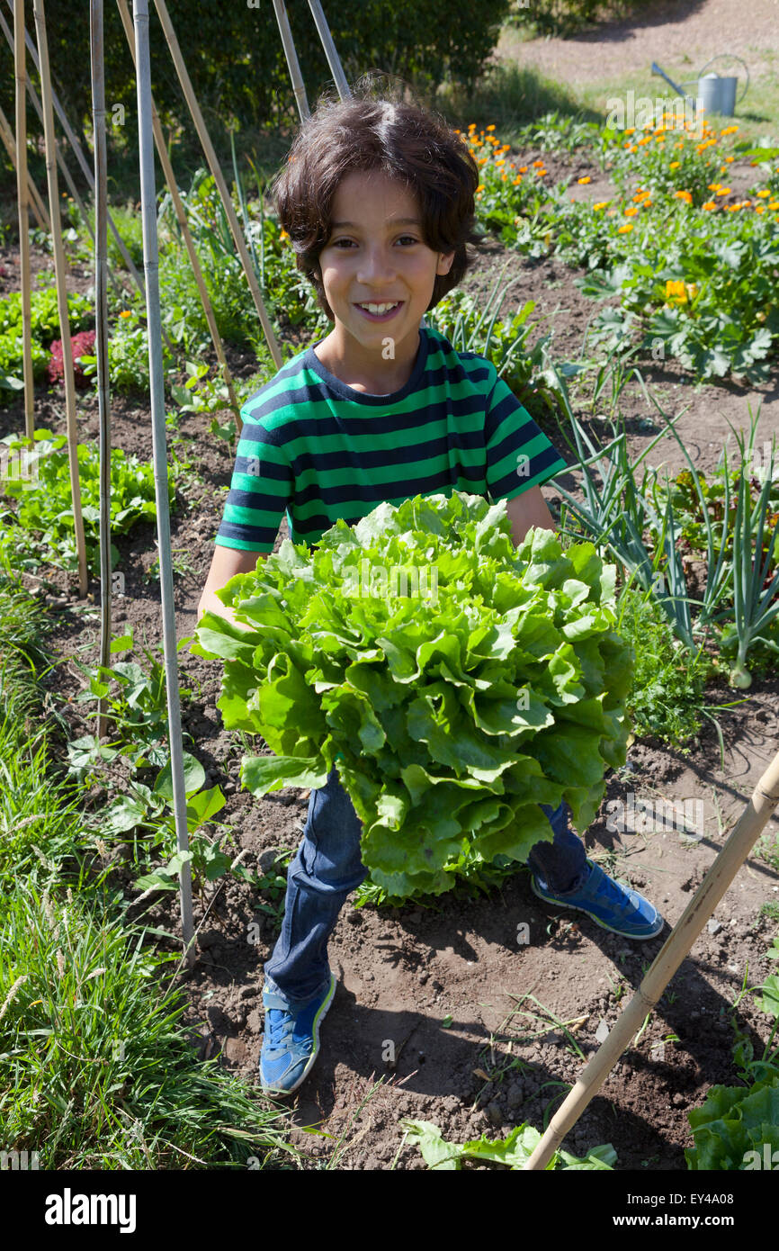 Little Boy nel giardino vegetale che mostra prelevato fresco fresco verde insalata riccia Foto Stock