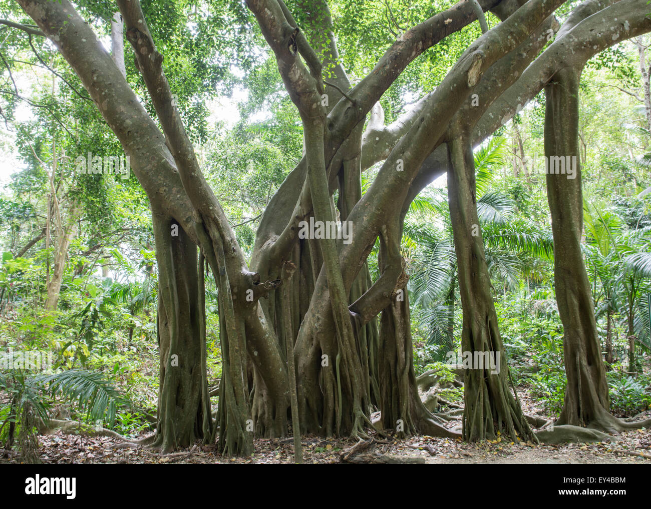 Ficus: Ficus benjamina. Barbados. Conosciuta anche come La Giamaica Evergreen: Foto Stock