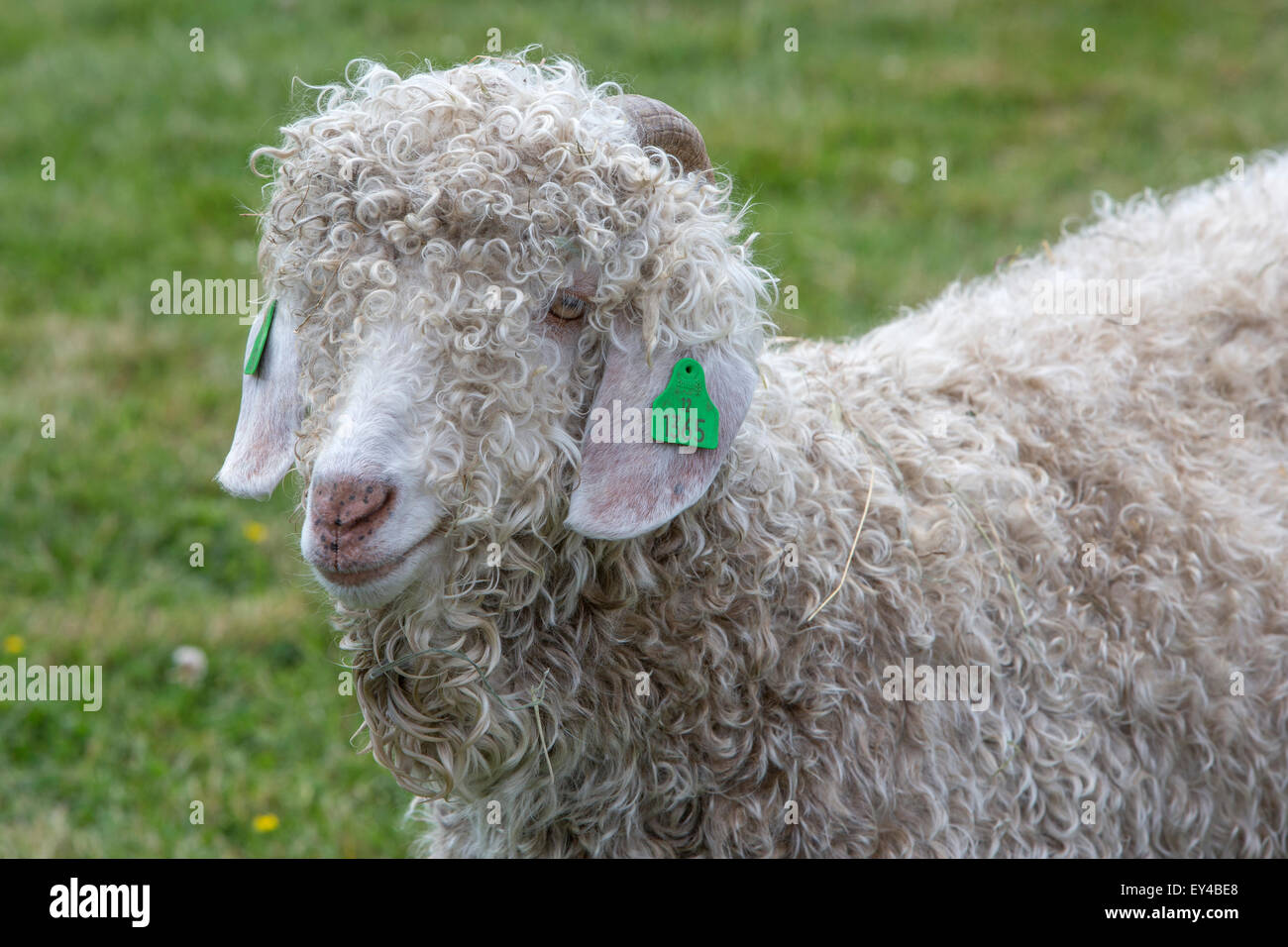 Una pecora Foto Stock