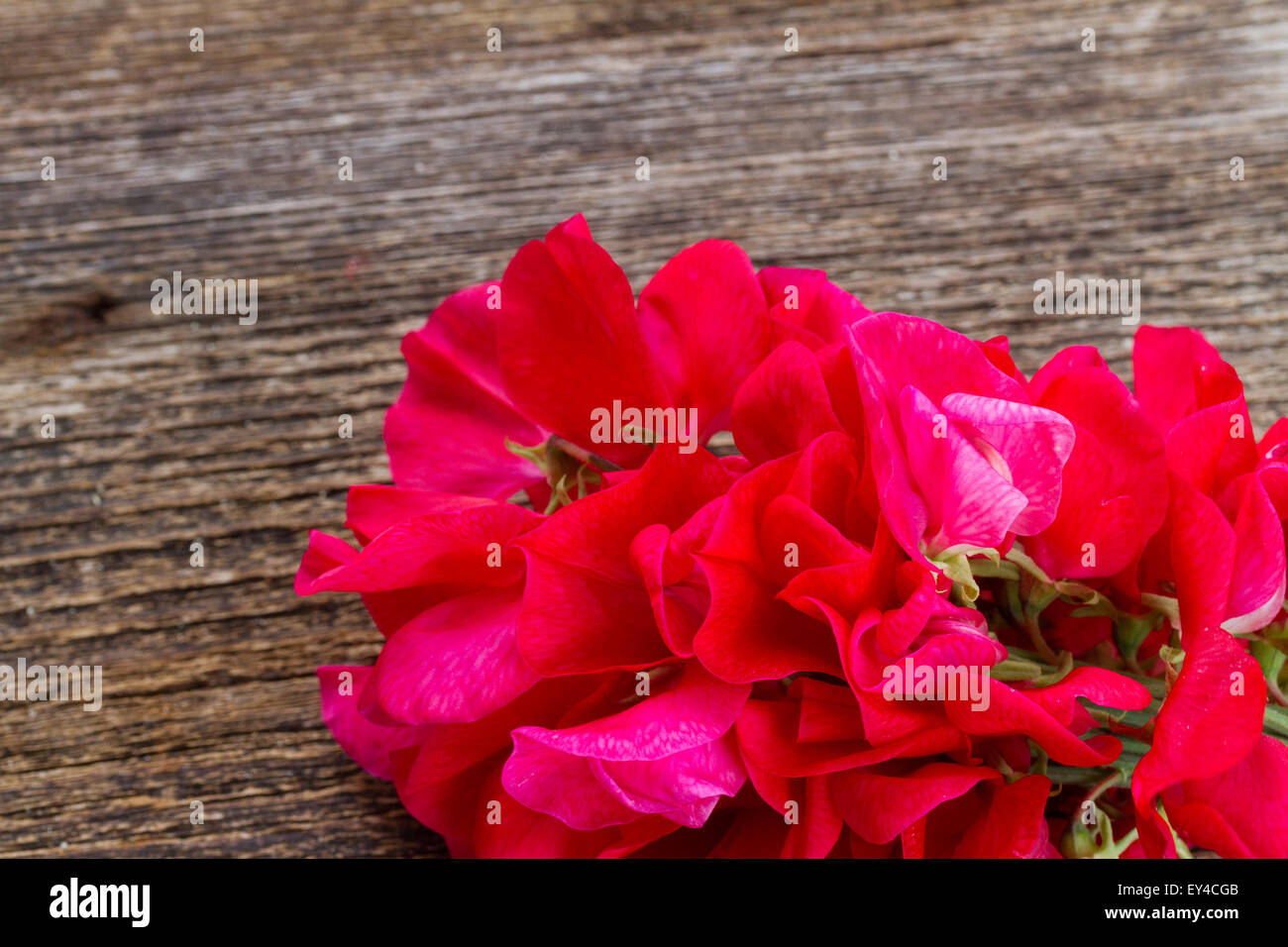 Pisello dolce fiori Foto Stock