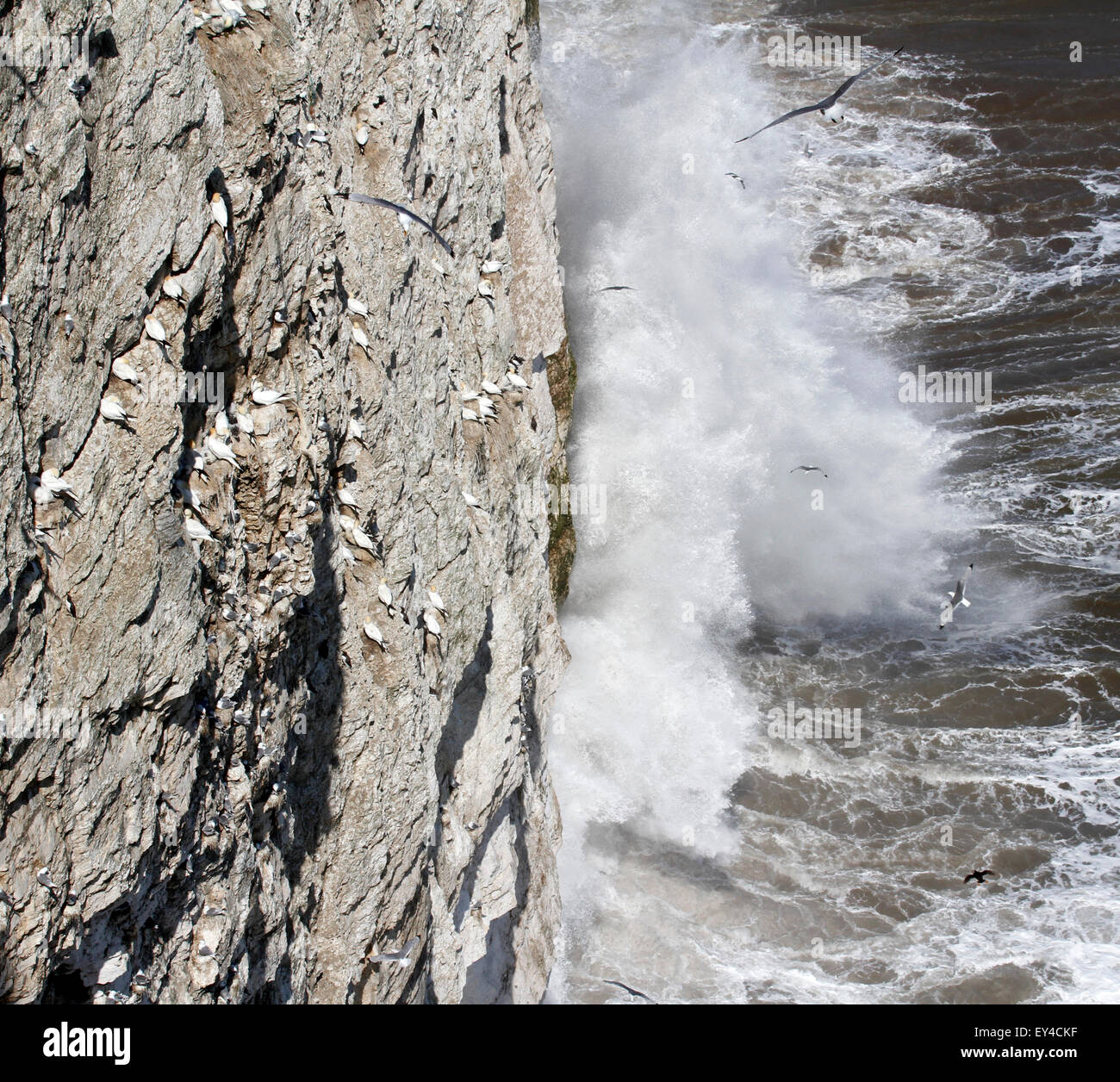 Colonie di uccelli marini, Bempton Cliffs, E. Yorkshire Foto Stock