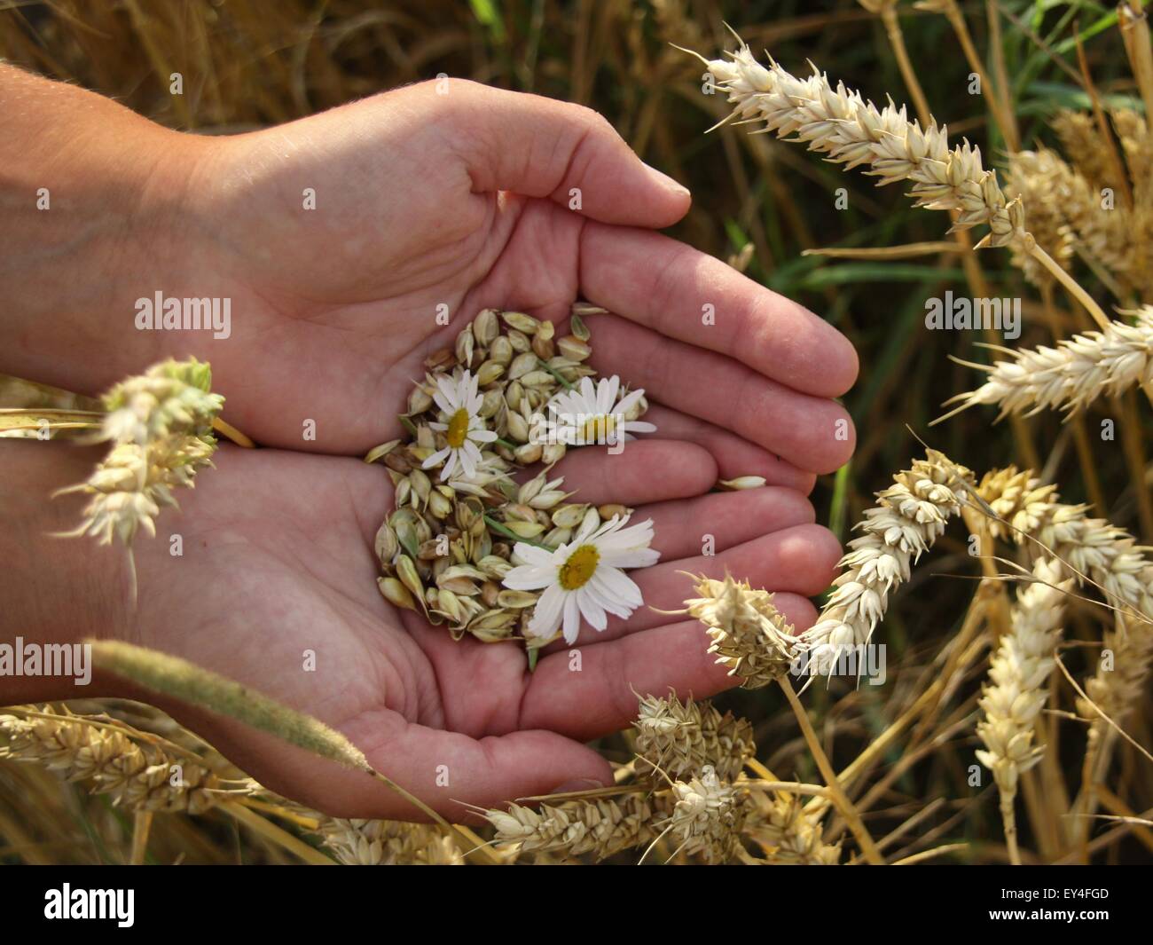 Il grano e daisy in le mani delle donne sul campo Foto Stock