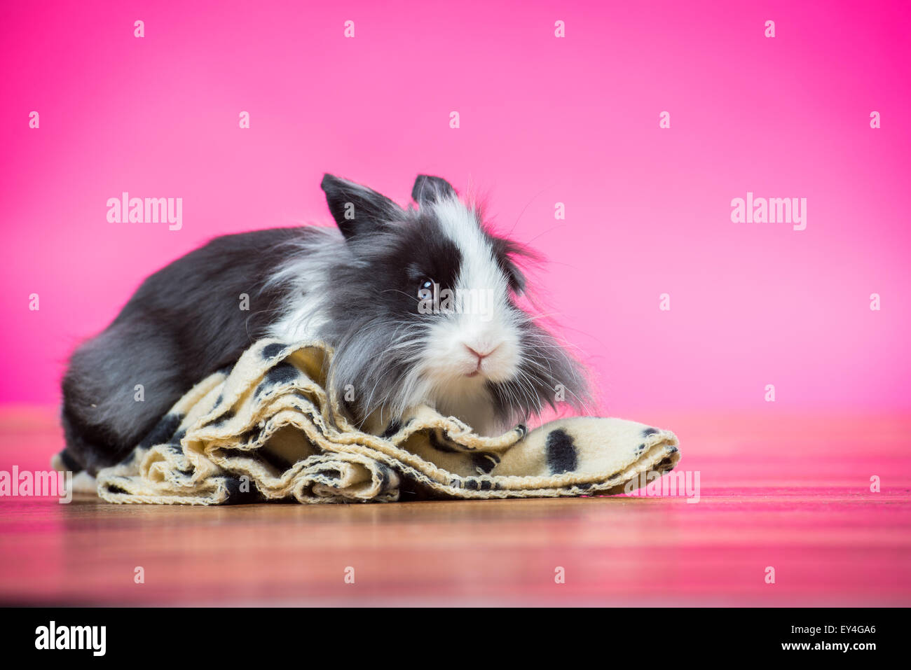 Bunny sulla coperta sfondo rosa Foto Stock