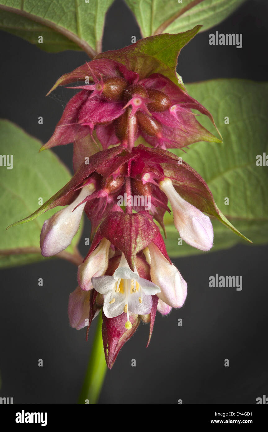 Leycesteria formosa, caprifoglio Himalayana, fioritura la noce moscata, Himalaya la noce moscata o fagiano berry, in fiore Foto Stock