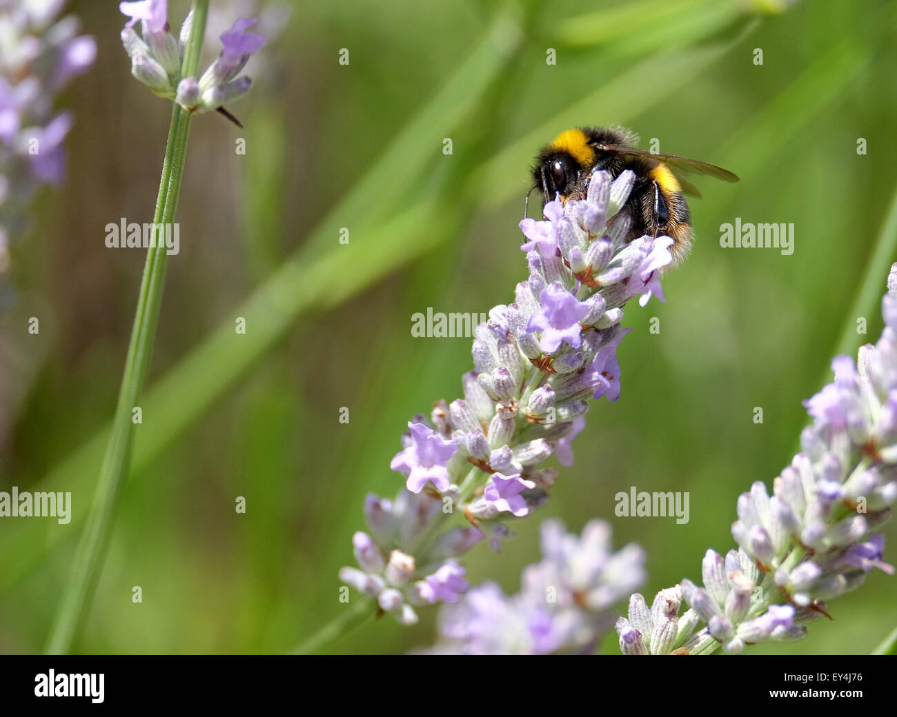 Un Bumble Bee raccogliere il polline di un fiore di lavanda NEL REGNO UNITO Foto Stock