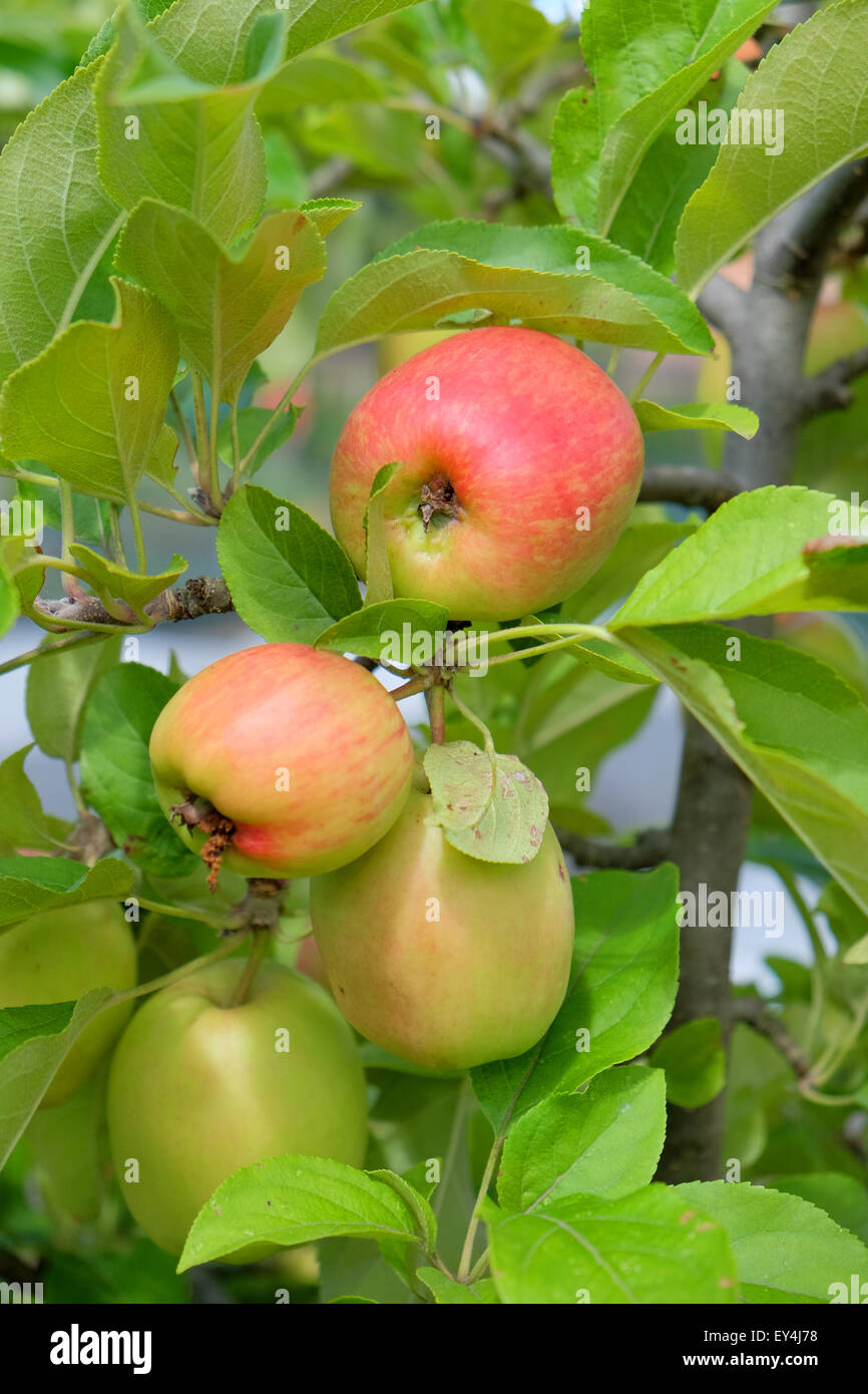 Le mele che crescono su un albero di mele nel Regno Unito Foto Stock