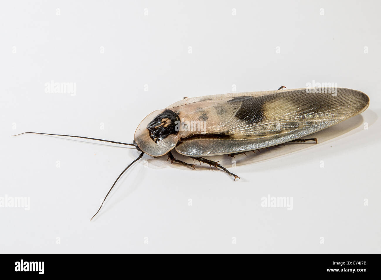 Scarabeo guasto Foto Stock