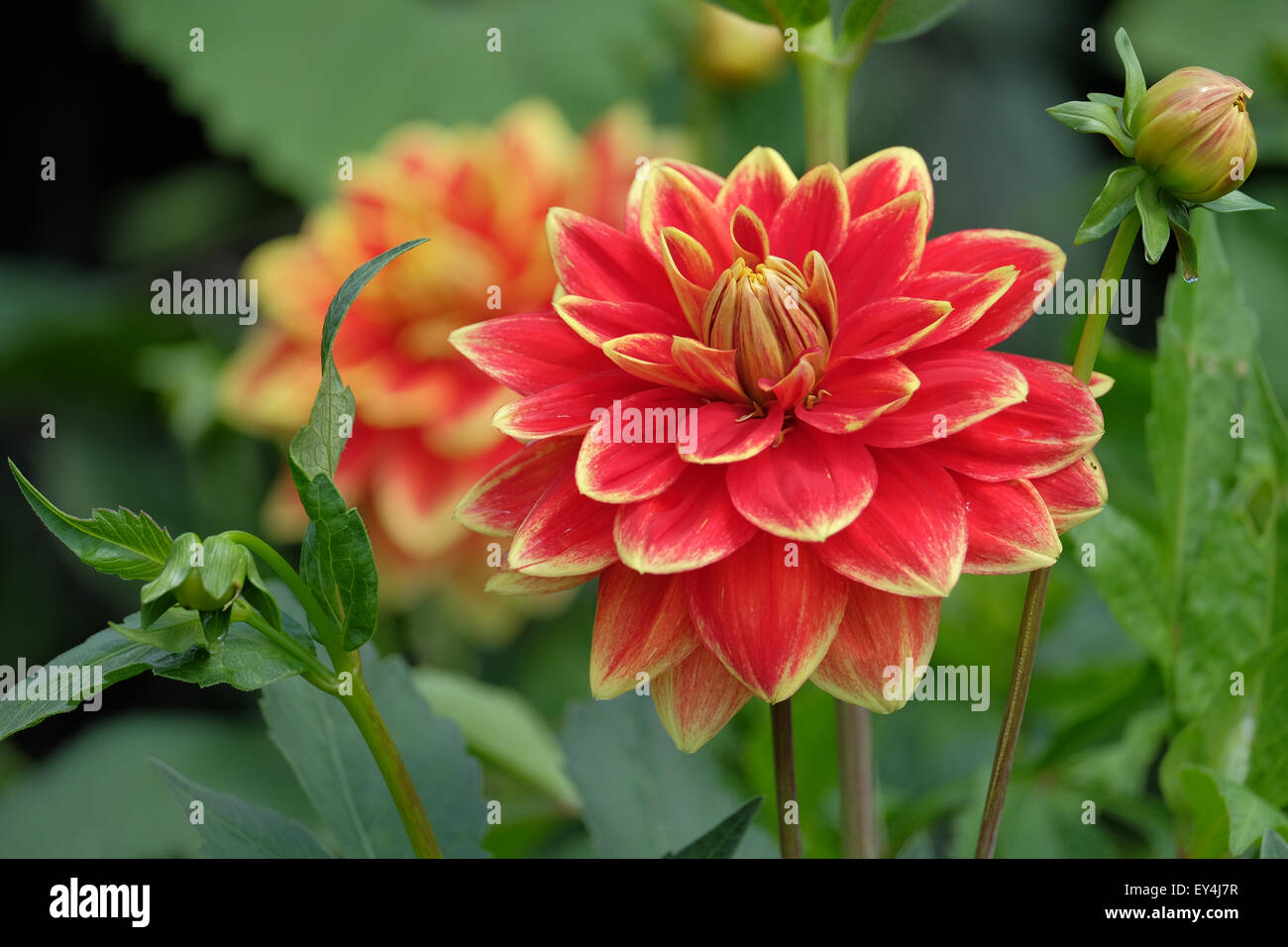 Rosso e giallo Dahlia pianta che cresce in un giardino nel Regno Unito Foto Stock