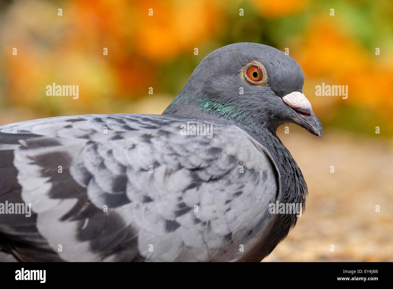 Un piccione di riposo in un colorato giardino in Hampshire REGNO UNITO Foto Stock