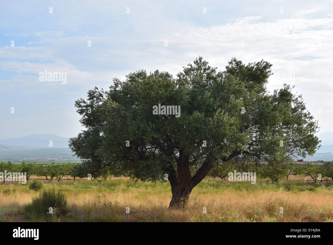 Un solitario vecchio Olivo nel Mediterraneo Foto Stock