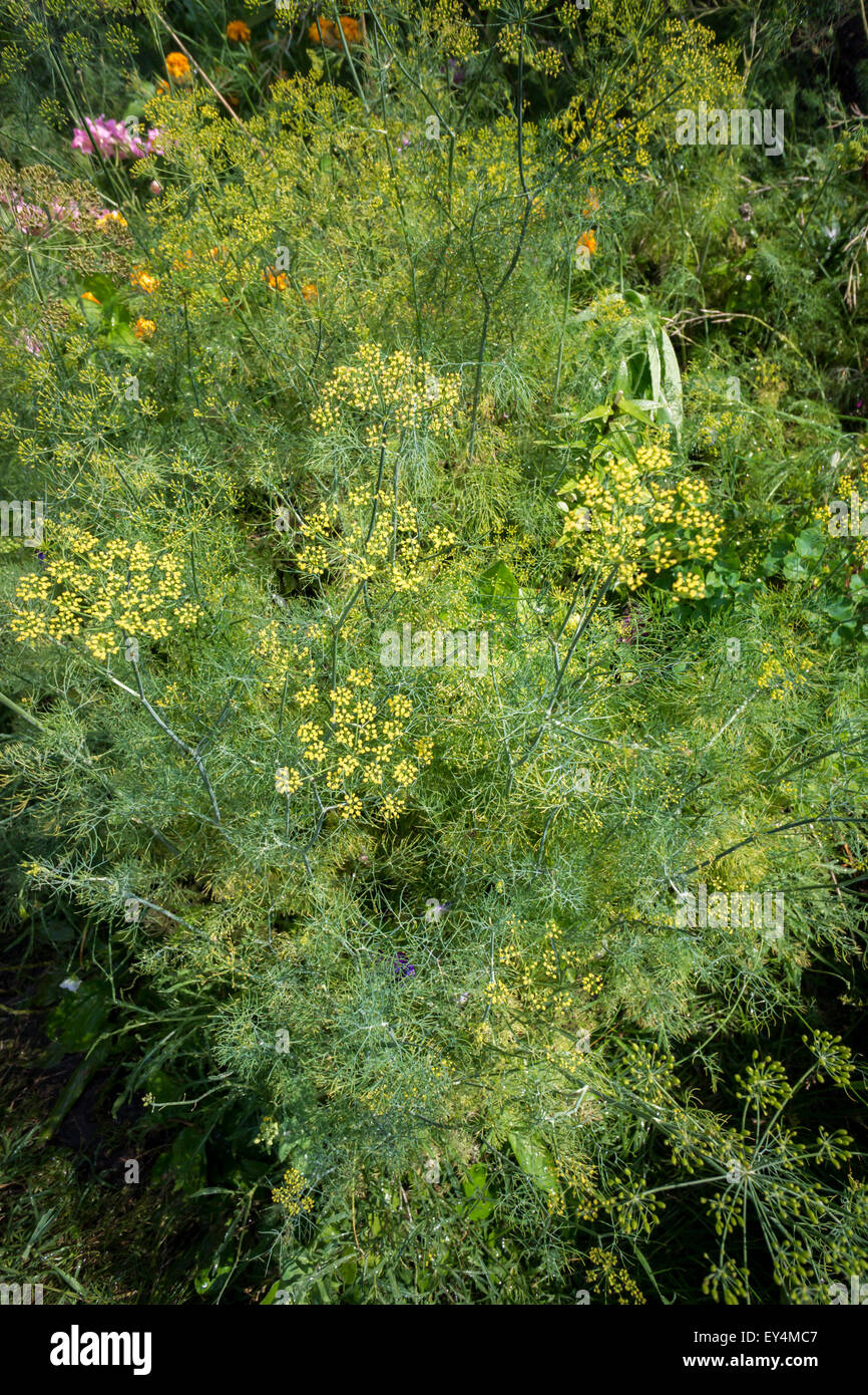 Una foresta di aneto cresce in un orto comunitario nel quartiere di Chelsea di New York lunedì 20 luglio, 2015. (© Richard B. Levine) Foto Stock