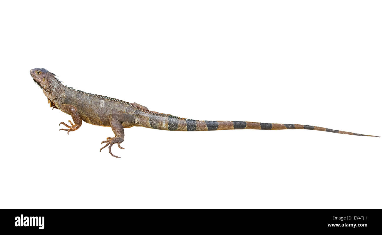 Iguana marrone Foto Stock