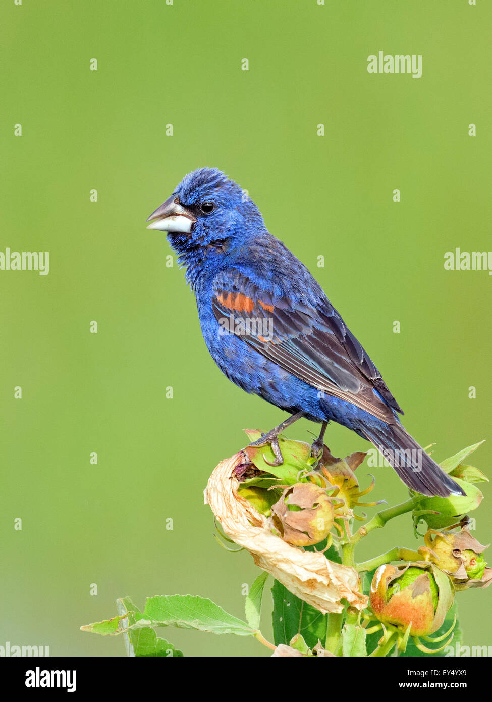 Blue Grosbeak arroccato su alcuni fiori. Foto Stock