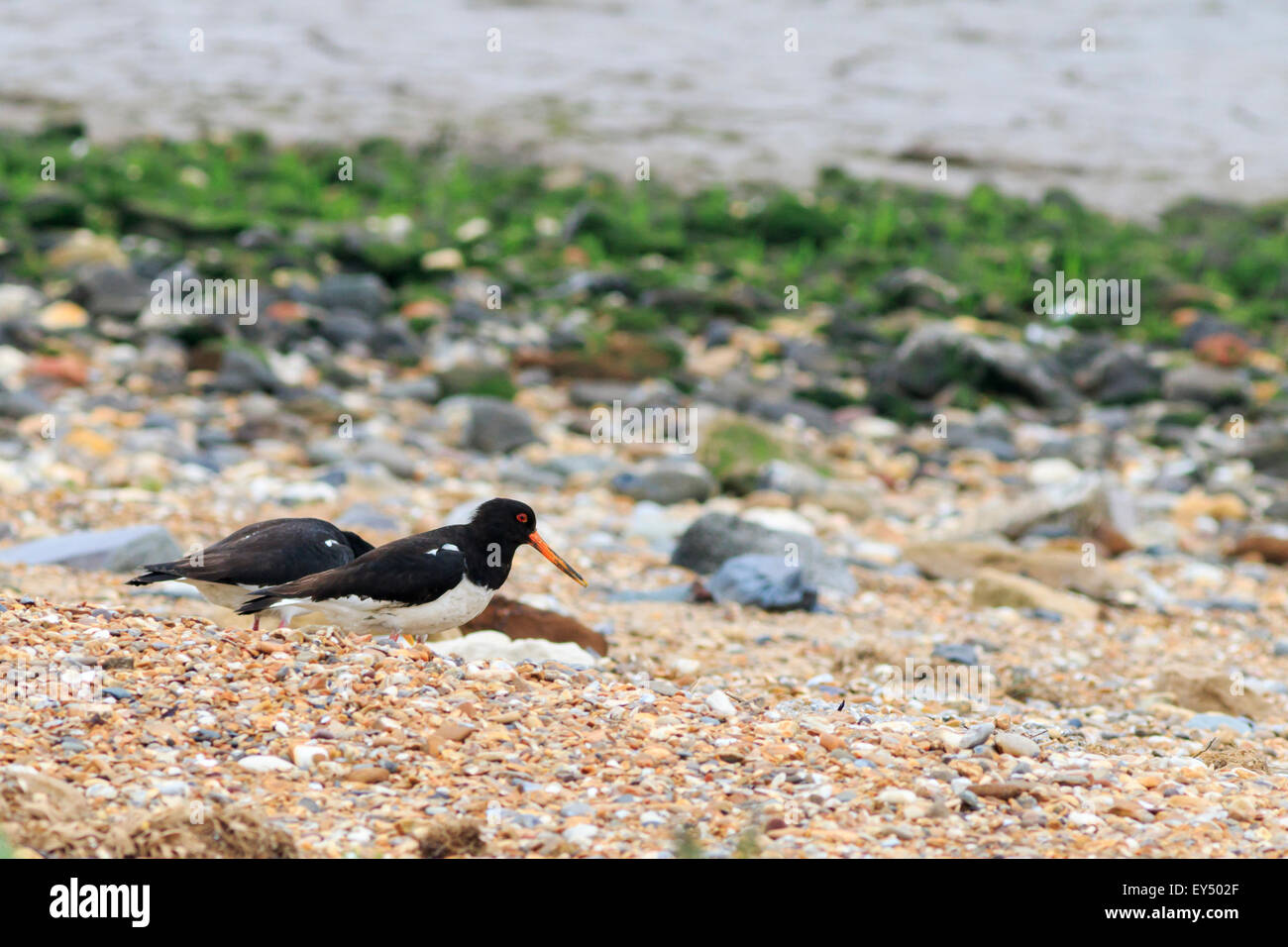 Eurasian Oystercatcher (Haematopus ostralegus) sulla spiaggia Foto Stock