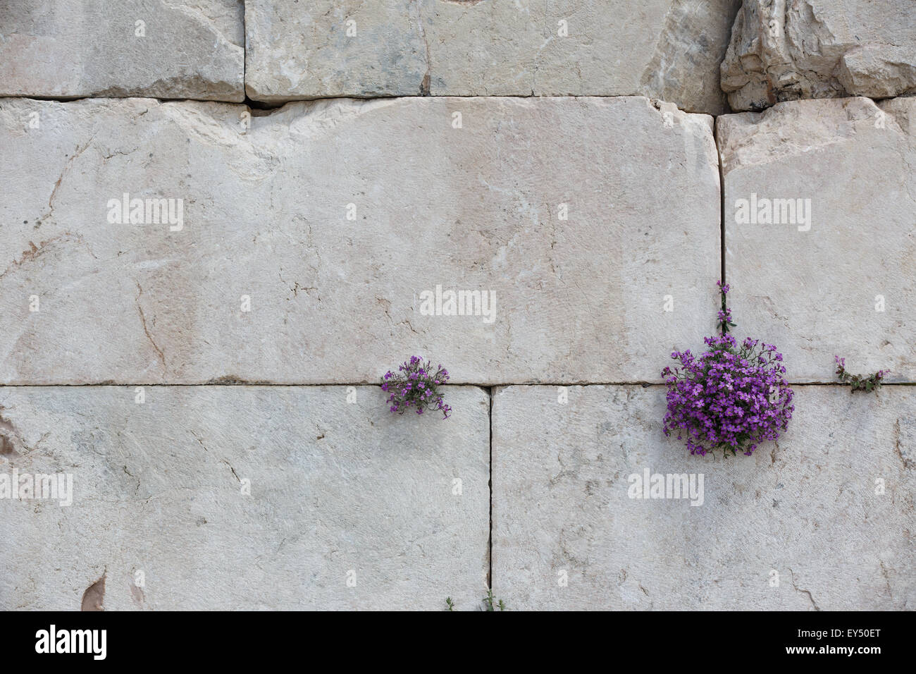 Fiore cresce sulle pareti di marmo Foto Stock