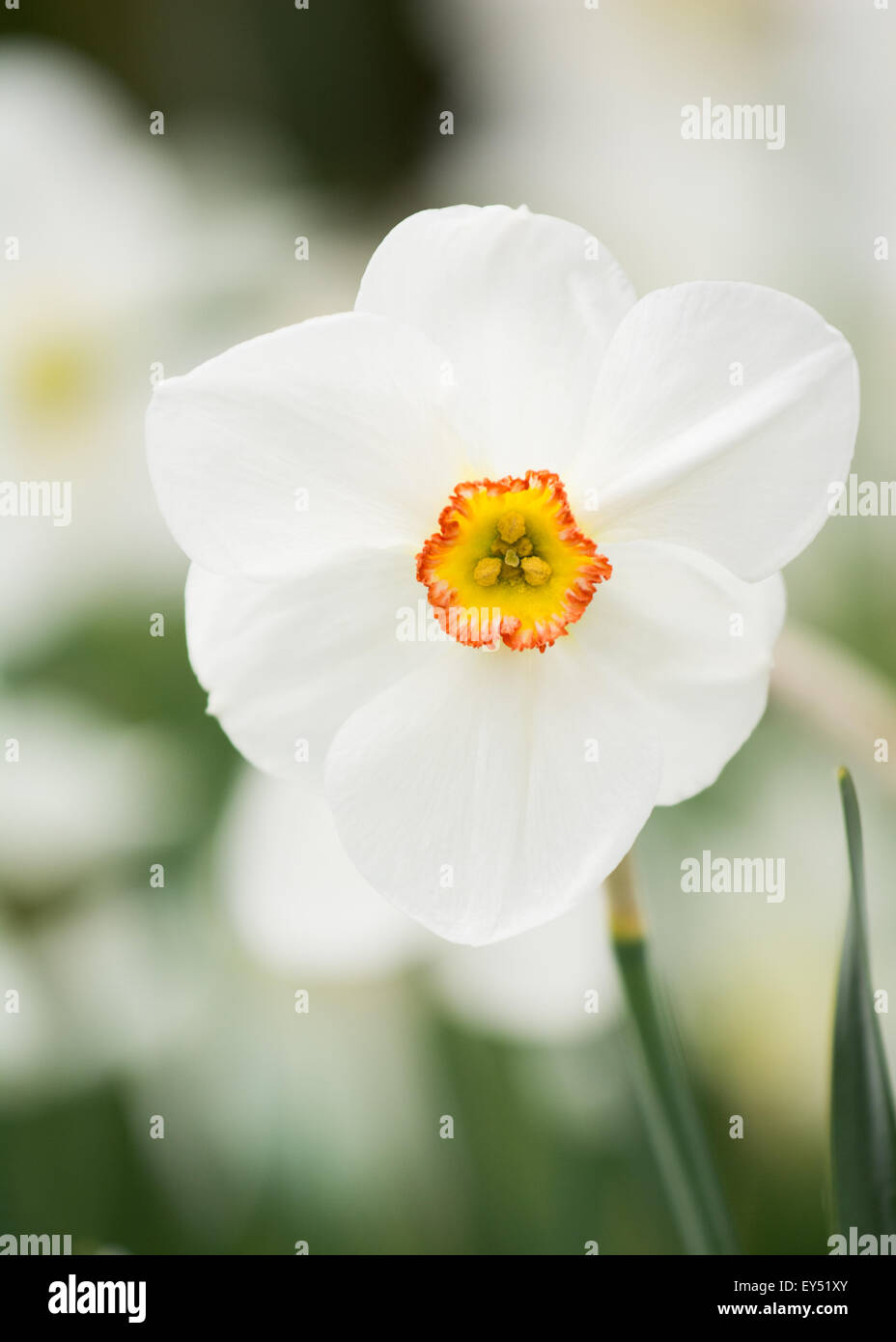 Primo piano di bianco daffodil (Narcissus) con arancio e giallo centro, Regno Unito. Foto Stock