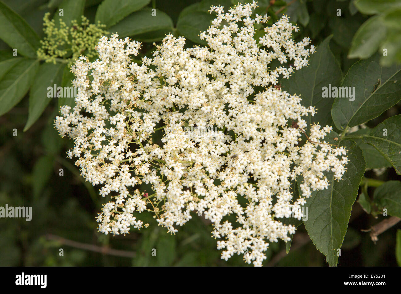 In prossimità di fiori di sambuco europeo tree, Sambucus nigra, Suffolk, Inghilterra, Regno Unito Foto Stock