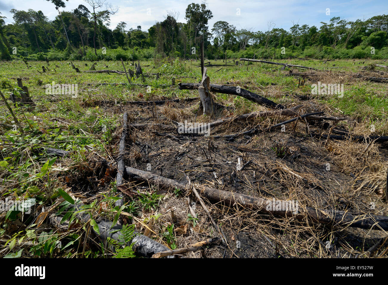 Foreste di liquidazione per ottenere prodotti agricoli e pascoli, con la foresta pluviale amazzonica vicino a Puerto Maldonado, di Madre de Dios Departameto Foto Stock