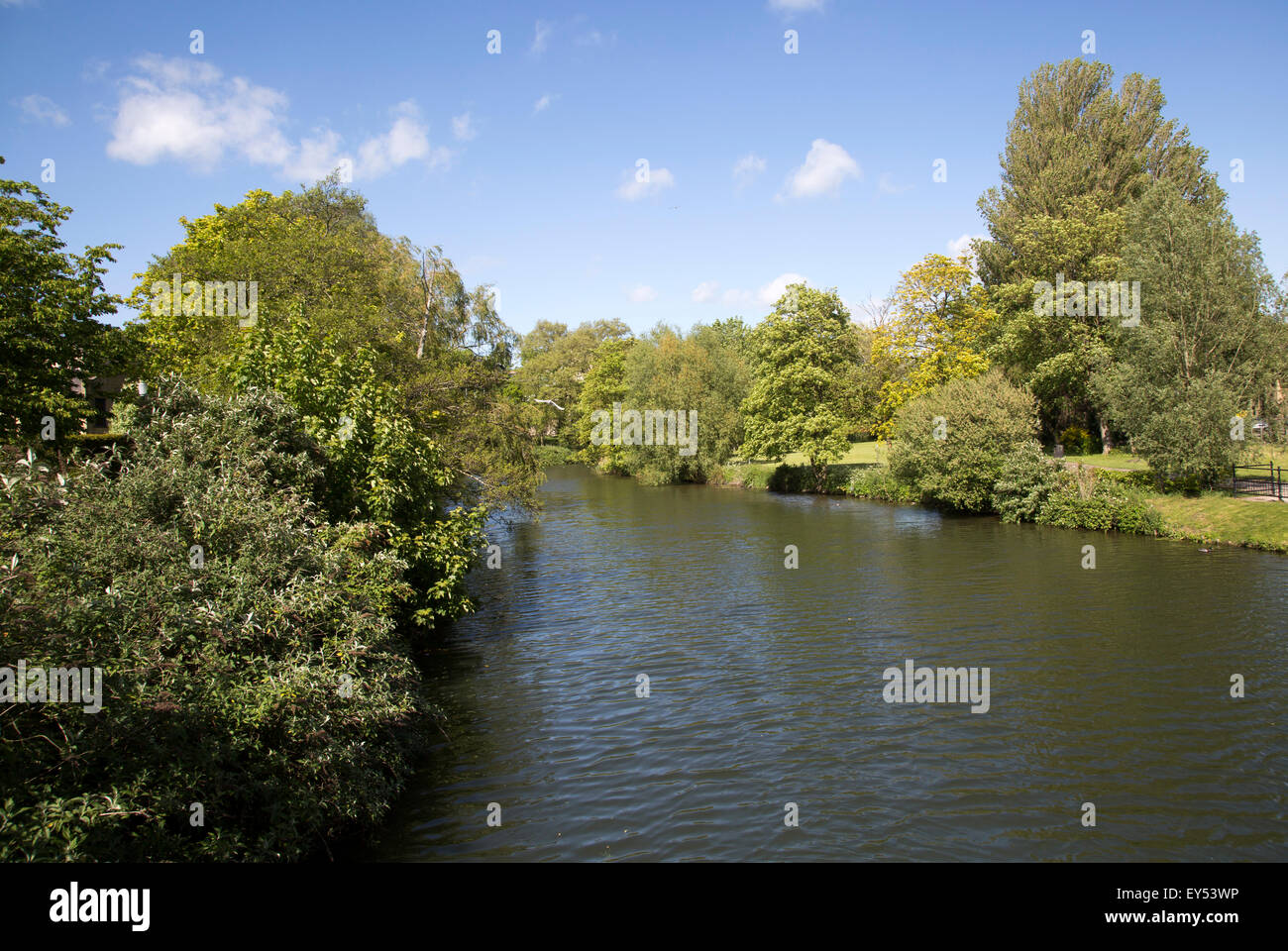 Il fiume Avon a Chippenham, Wiltshire, Inghilterra, Regno Unito Foto Stock