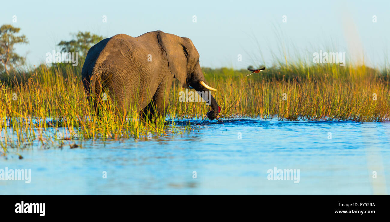 Elefante africano in acqua - Okavango Delta Botswana Foto Stock
