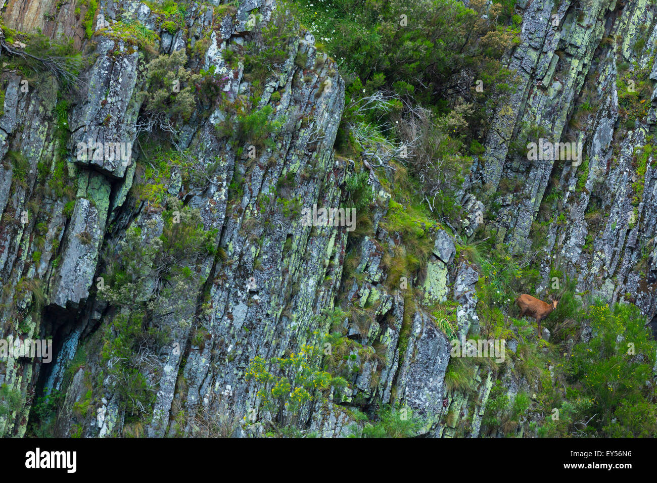 Camoscio cantabrico sulla scogliera - Asturias Spagna Foto Stock