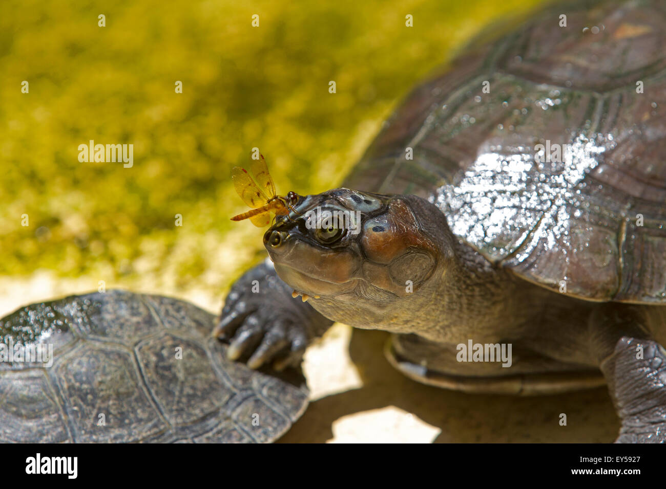 Giant South American turtle - Amazonas Brasile Foto Stock