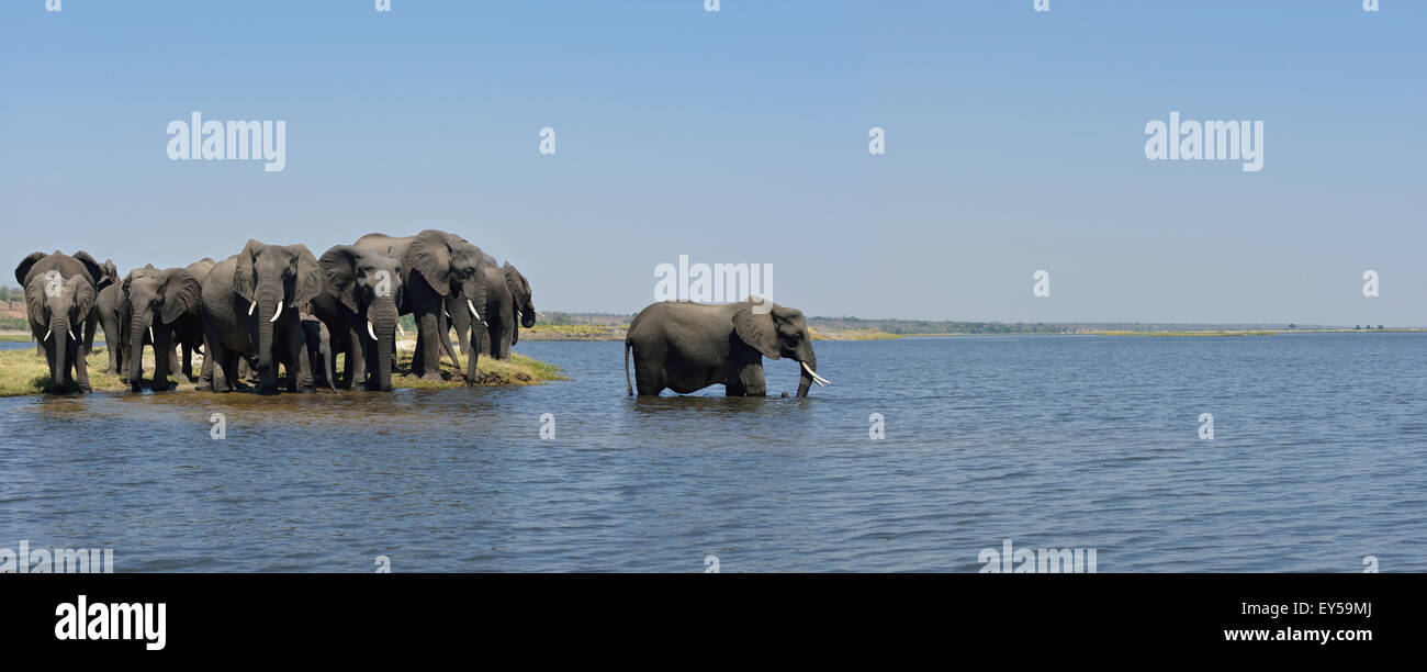 Gli elefanti africani attraversando il fiume Chobe - Botswana Foto Stock