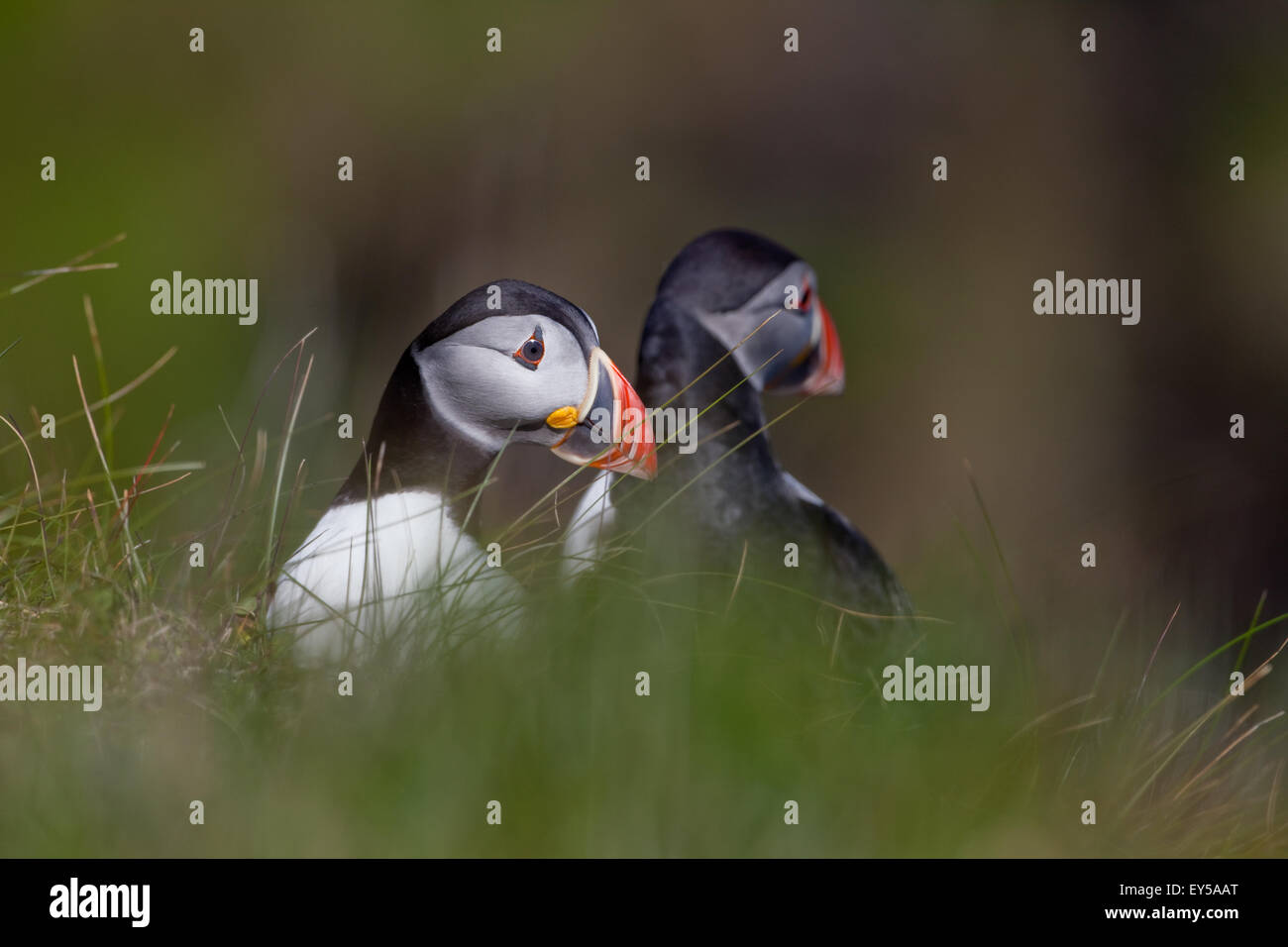 I puffini (Fratercula arctica). Chi va là?. Piumaggio di allevamento. Giugno. Staffa. Ebridi Interne. Costa ovest della Scozia. Foto Stock