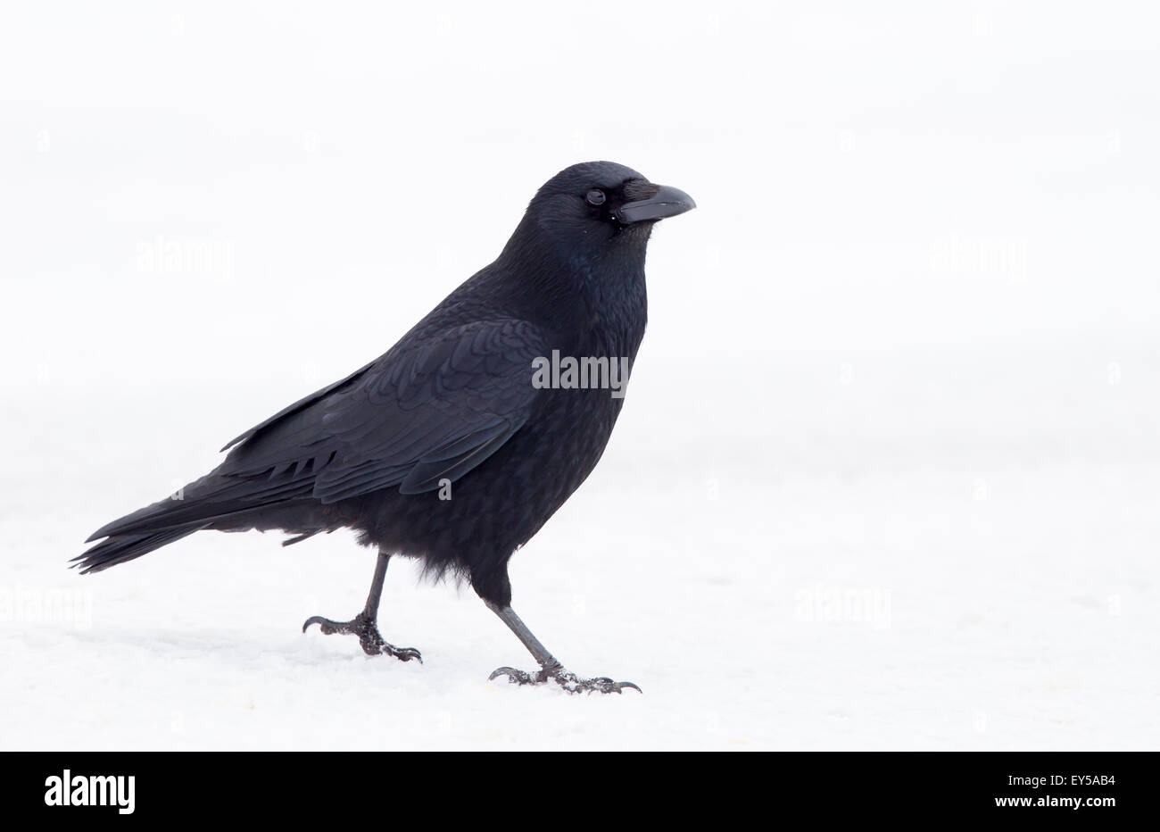 Carrion Crow in cerca di cibo nella neve in inverno Foto Stock