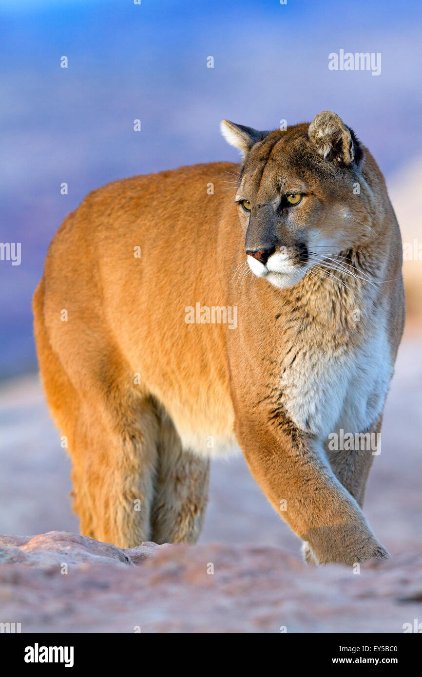 Roccia del puma immagini e fotografie stock ad alta risoluzione - Alamy